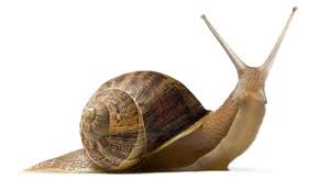 snail